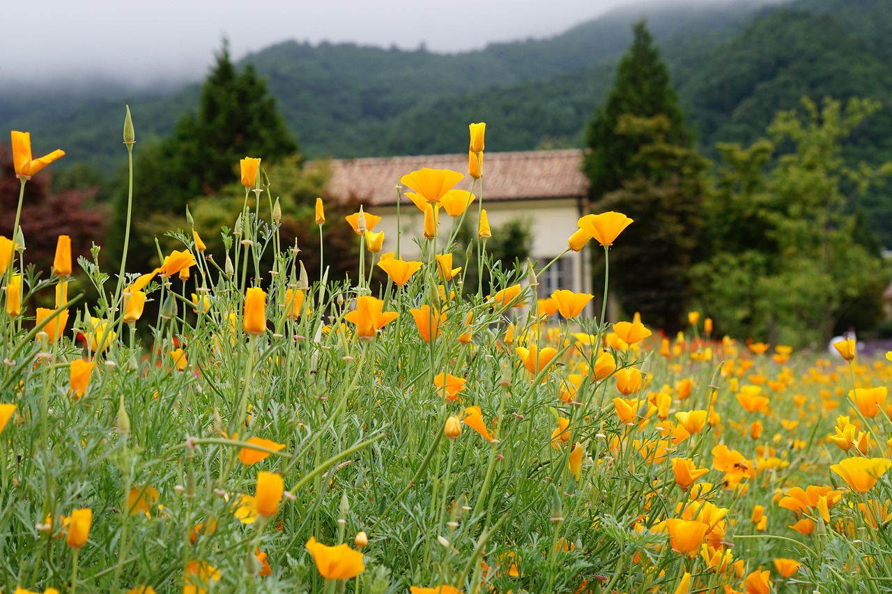 西部数码实名账号：洛阳校服购买平台